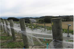 bird netting over grape vines